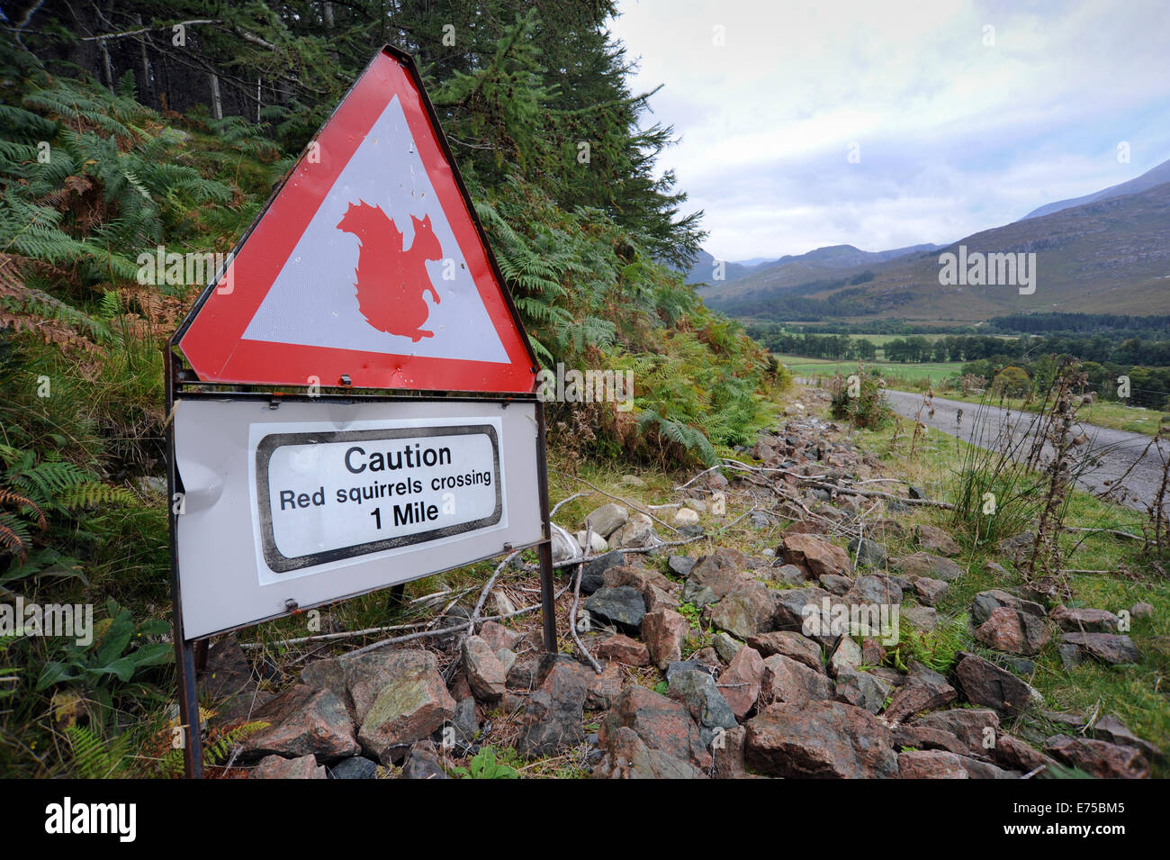 Scoiattolo rosso attraversando segnali di attenzione nei pressi di strada nelle Highlands della Scozia RE di sicurezza animale strada che attraversa le specie in via di estinzione RARE UK Foto Stock