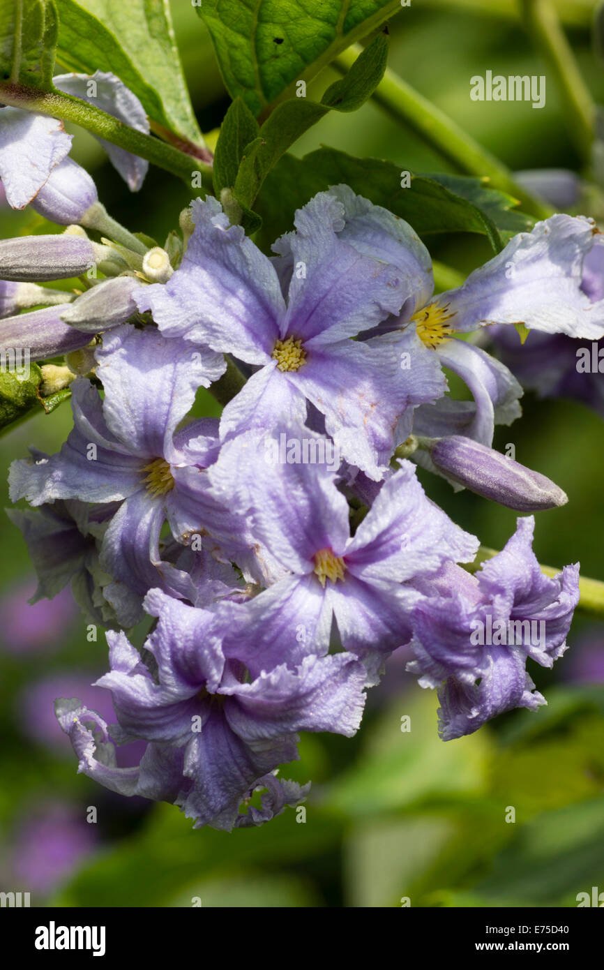 Aprire di fronte fiori tubolare del non-climbing Clematis heracleifolia Foto Stock