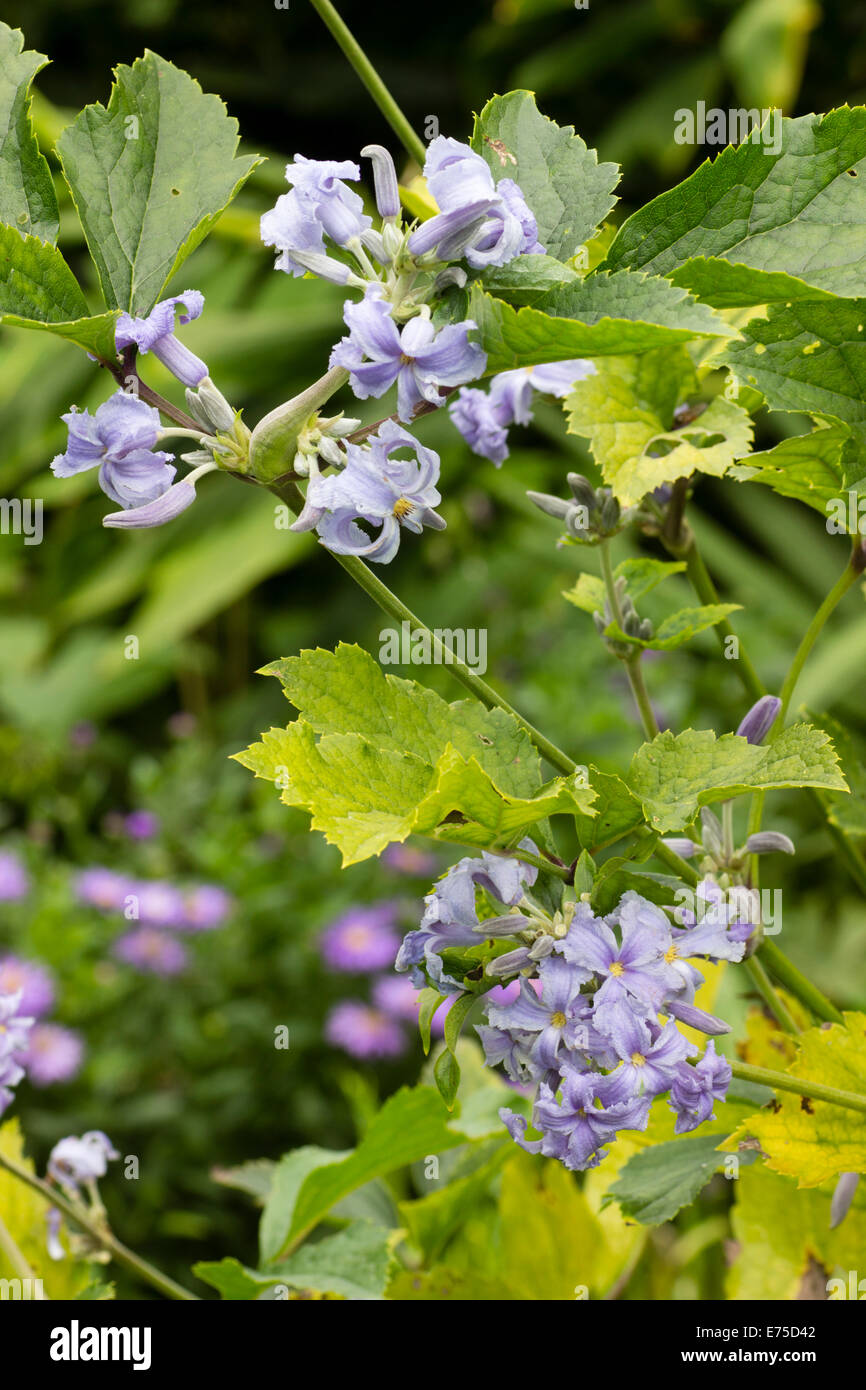 Aprire di fronte fiori tubolare del non-climbing Clematis heracleifolia Foto Stock