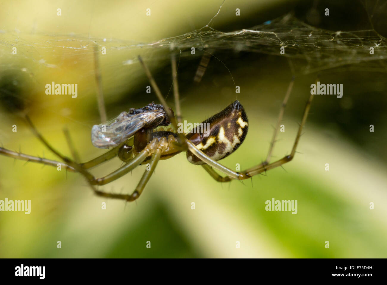 Regno Unito spider, Linyphia triangularis, alimentazione su un catturato hoverfly Foto Stock