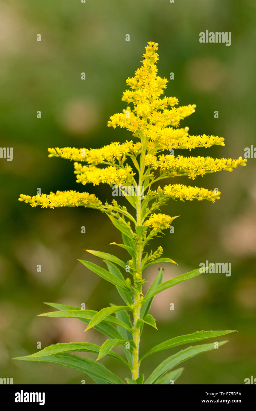 Flower spike del canadese erba tossica, Solidago canadensis Foto Stock