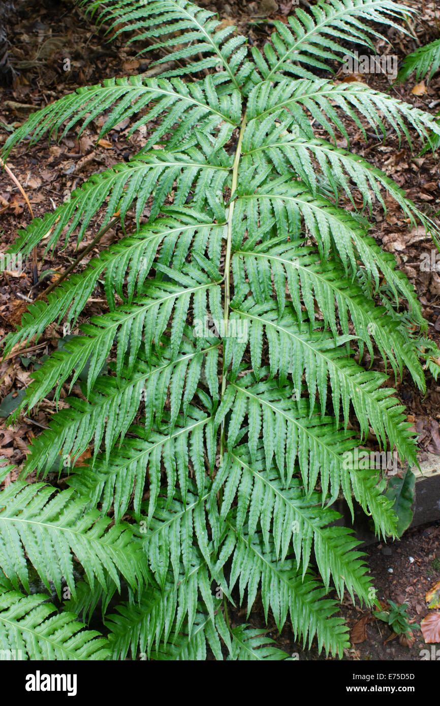 Fronde di massiccia delle isole Canarie a catena, felce Woodwardia radicans Foto Stock