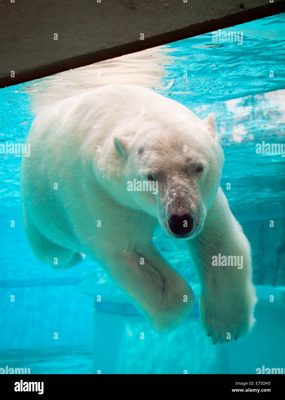 Anana, il resident femmina orso polare del Lincoln Park Zoo di Chicago, nuota sott'acqua in un caldo giorno d'estate. Foto Stock
