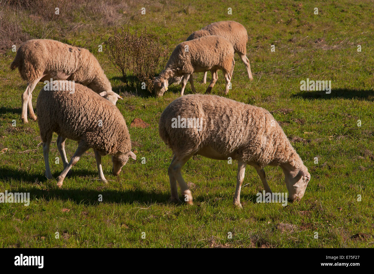 Pecore, Beas, provincia di Huelva, regione dell'Andalusia, Spagna, Europa Foto Stock