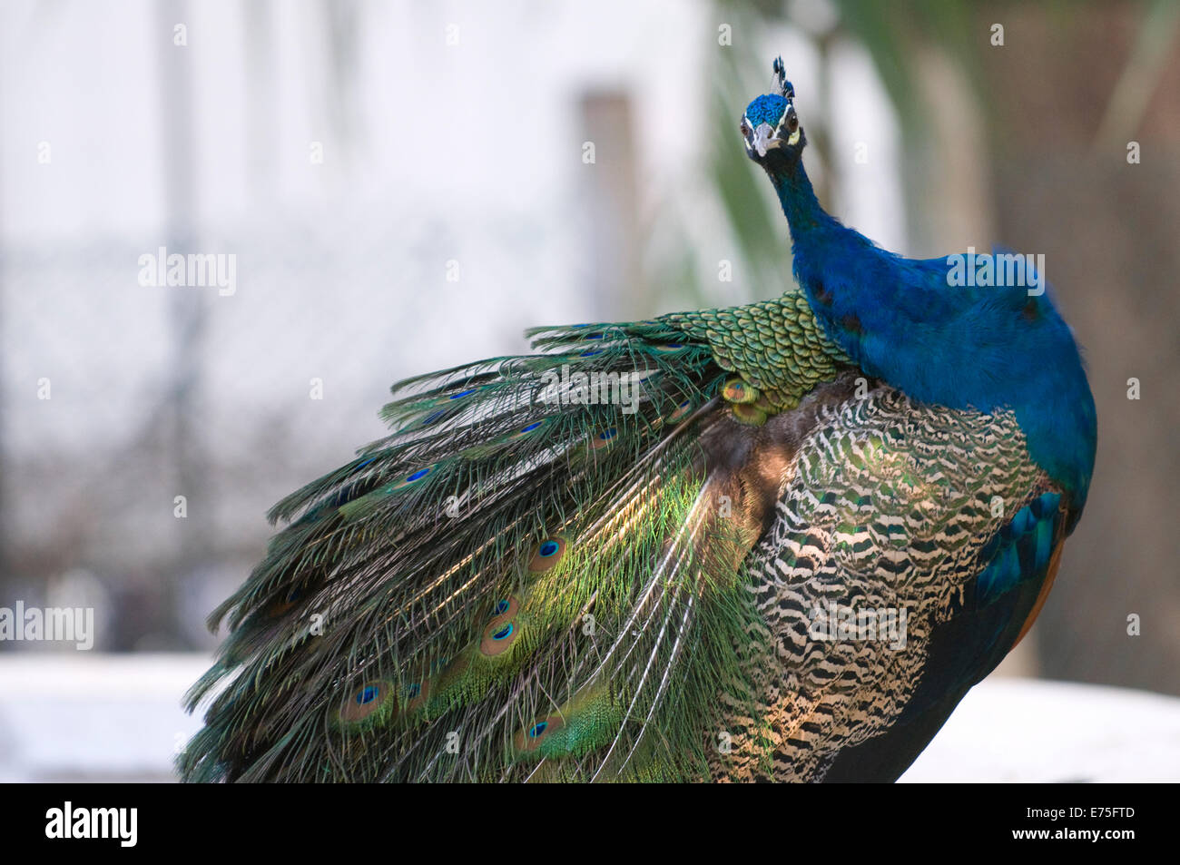 Pavone maschio in bilico nel tempio motivi in Sri Ramana Maharshi Ashram Arunachala Hill Tiruvannamalai Tamil Nadu India del Sud Foto Stock