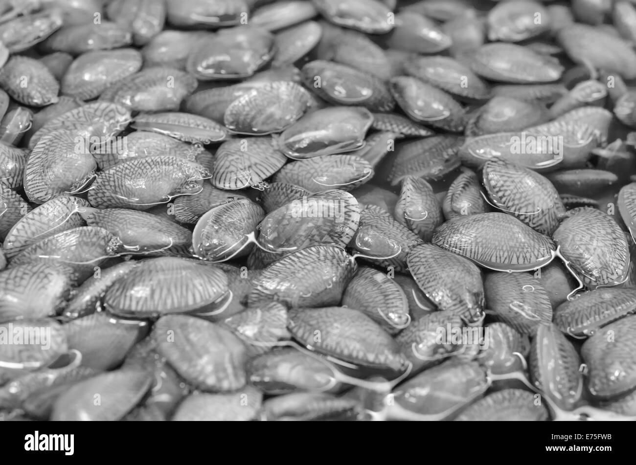 Closeup crudo fresco Surf sfondo clam,Surf vongola, collo corto vongola, moquette clam shell di Venere, Baby clam Paphia undulata, Vener Foto Stock