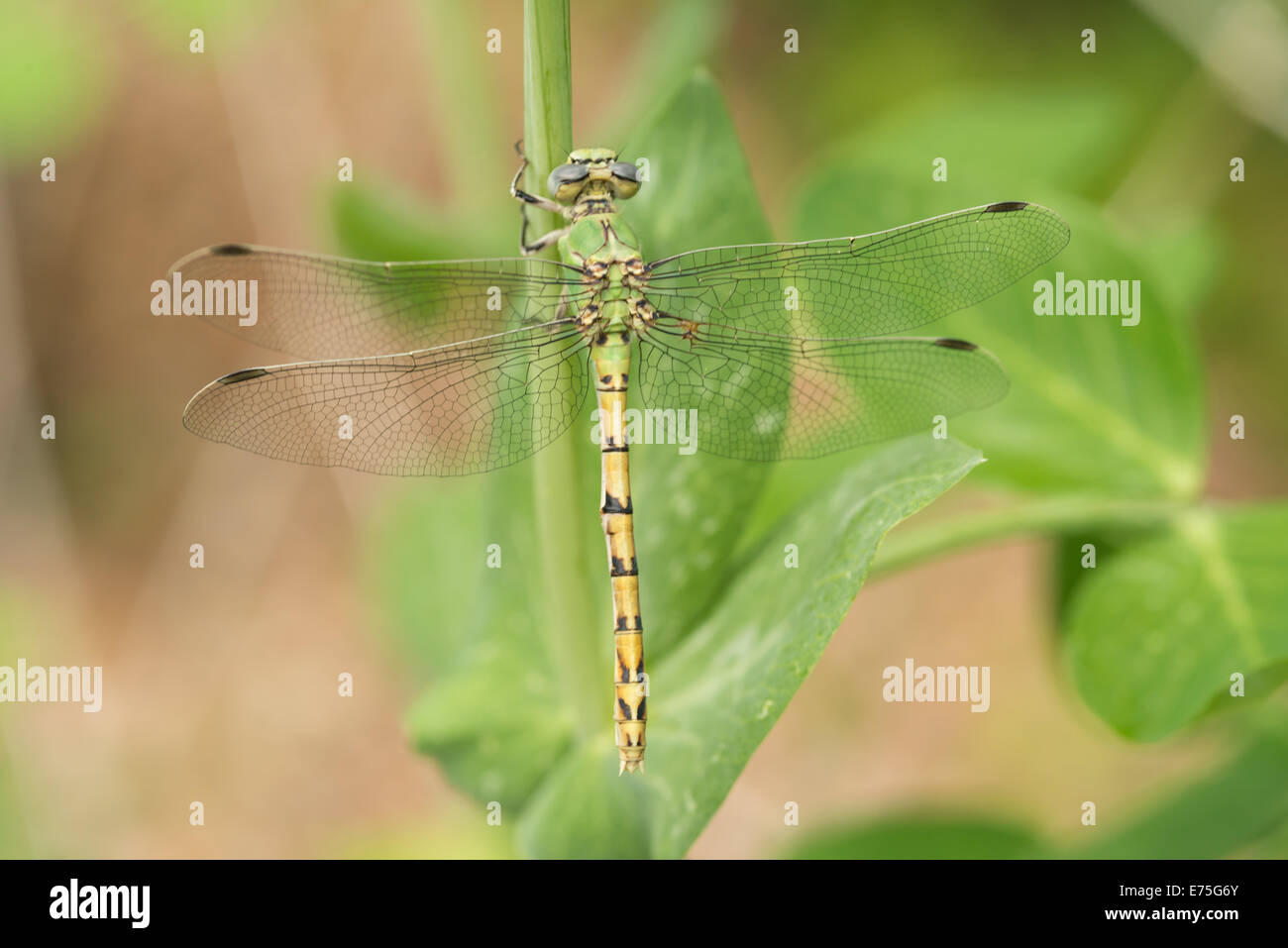 Femmina snaketail pallido, Ophiogomphus severus, aggrappato a un pisello vine, St Albert, Alberta Foto Stock