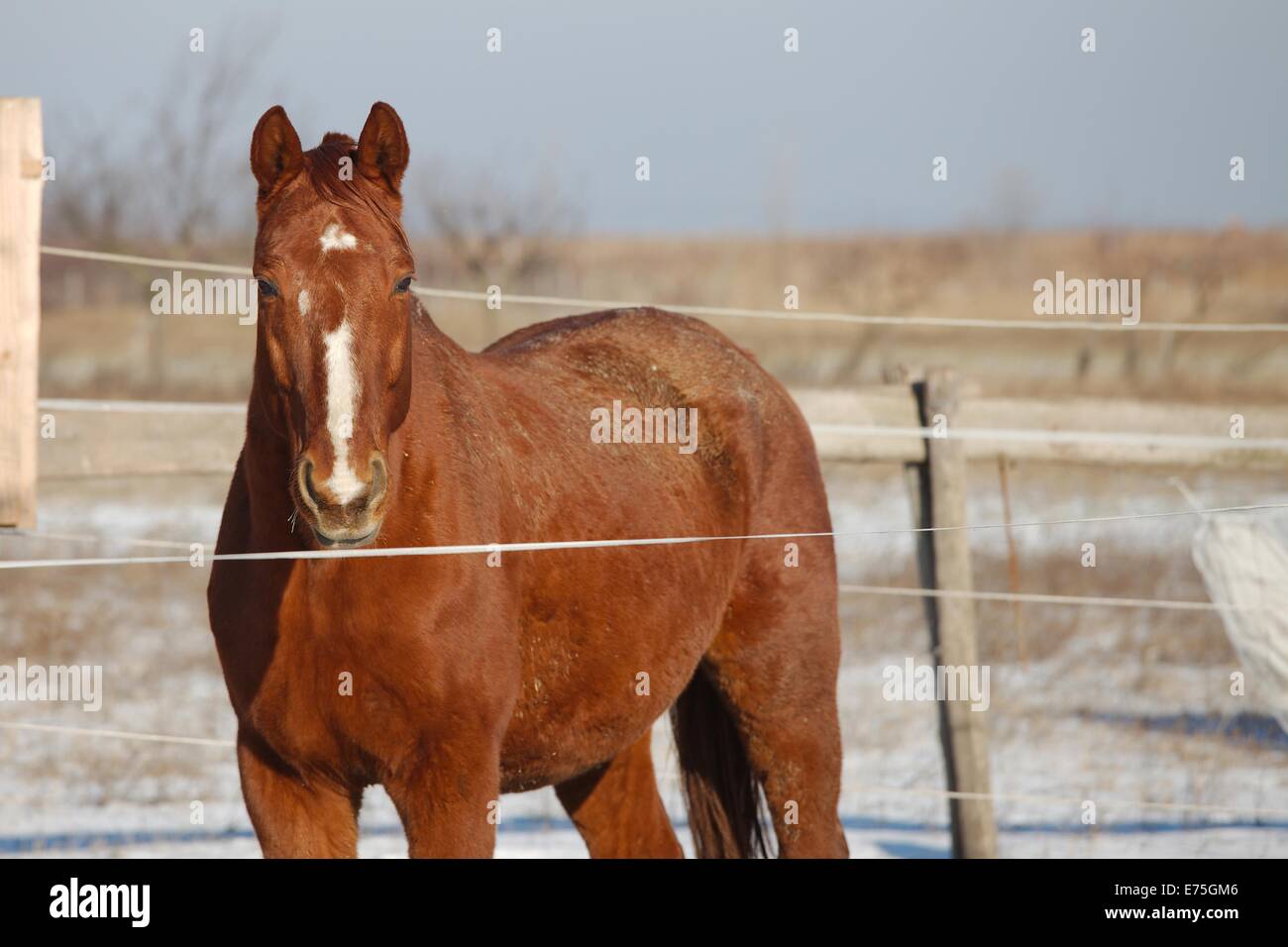 Cavallo in una fattoria Foto Stock