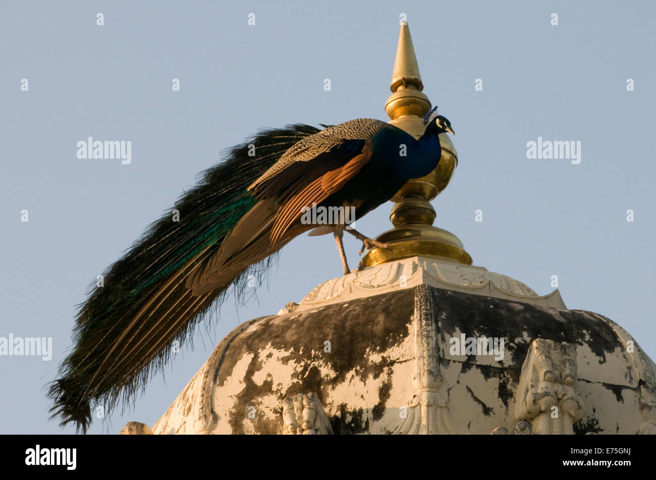 Pavone maschio in bilico sul tetto del tempio di Sri Ramana Maharshi Ashram Arunachala Hill Tiruvannamalai Tamil Nadu India del Sud Foto Stock