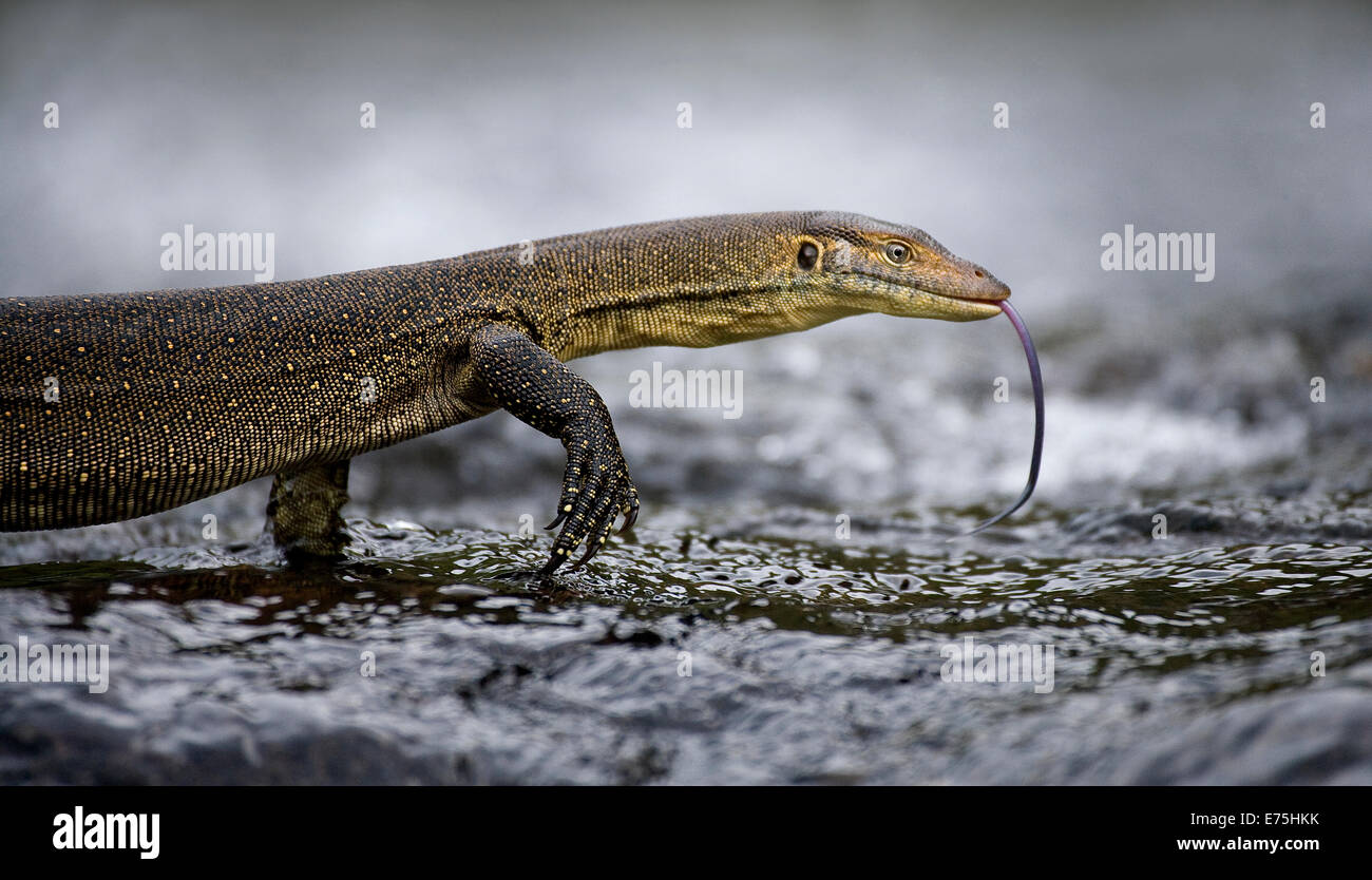 Monitor Lizard, Australia Foto Stock