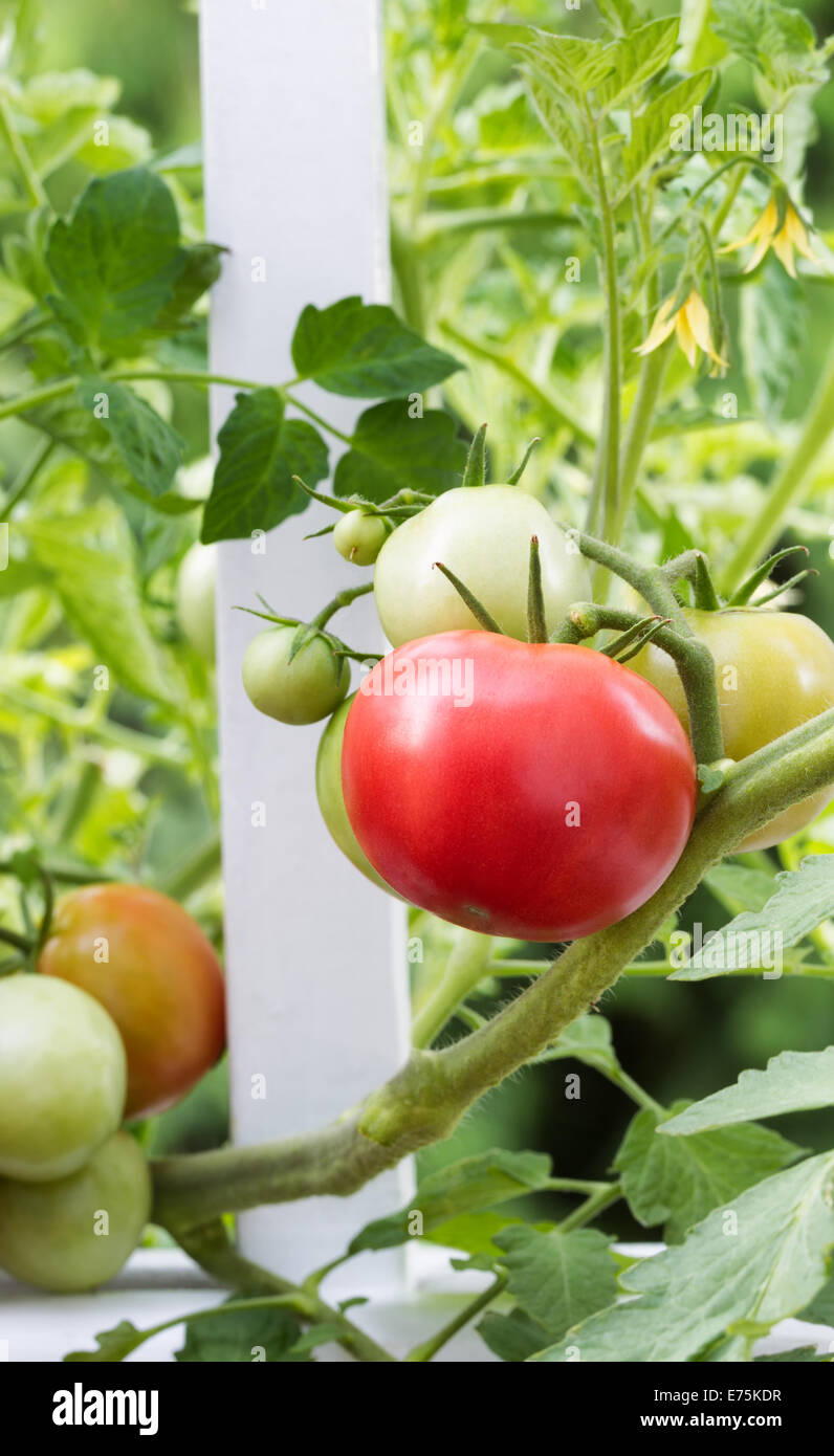 Primo piano immagine verticale di homegrown pomodori sul recinto bianco iniziando a maturare Foto Stock