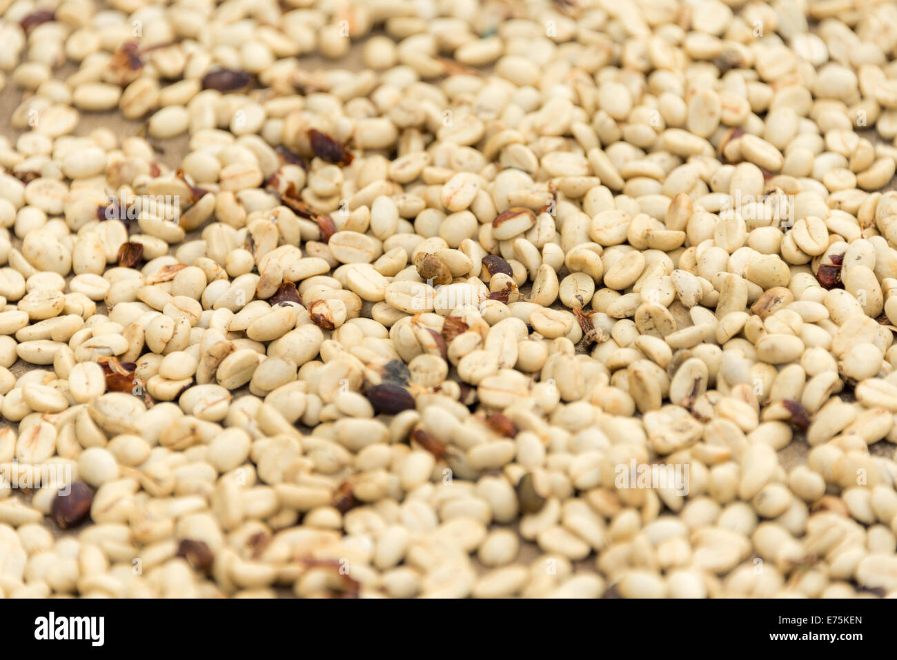 White raw coffee beans closeup sfondo texture vero caffè Kona Foto Stock