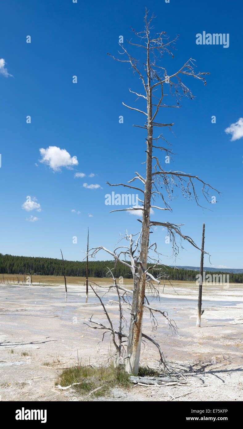 L'immagine verticale di un alto albero morto in posizione eretta in sorgenti calde di Yellowstone Park con il cielo blu e nuvole Foto Stock