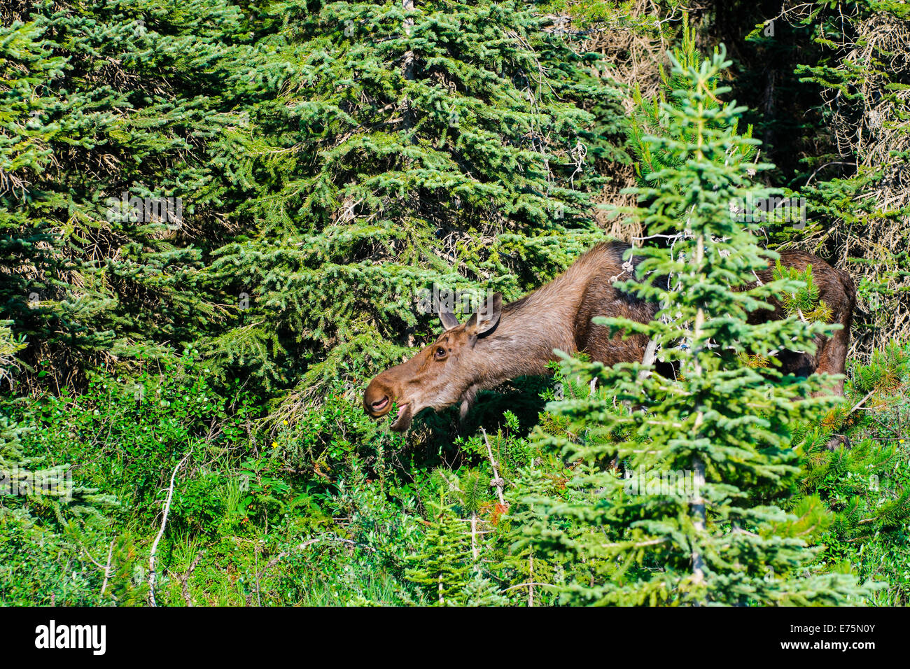 Wild alci canadesi in montagna in estate, Kananaskis Country Alberta Foto Stock