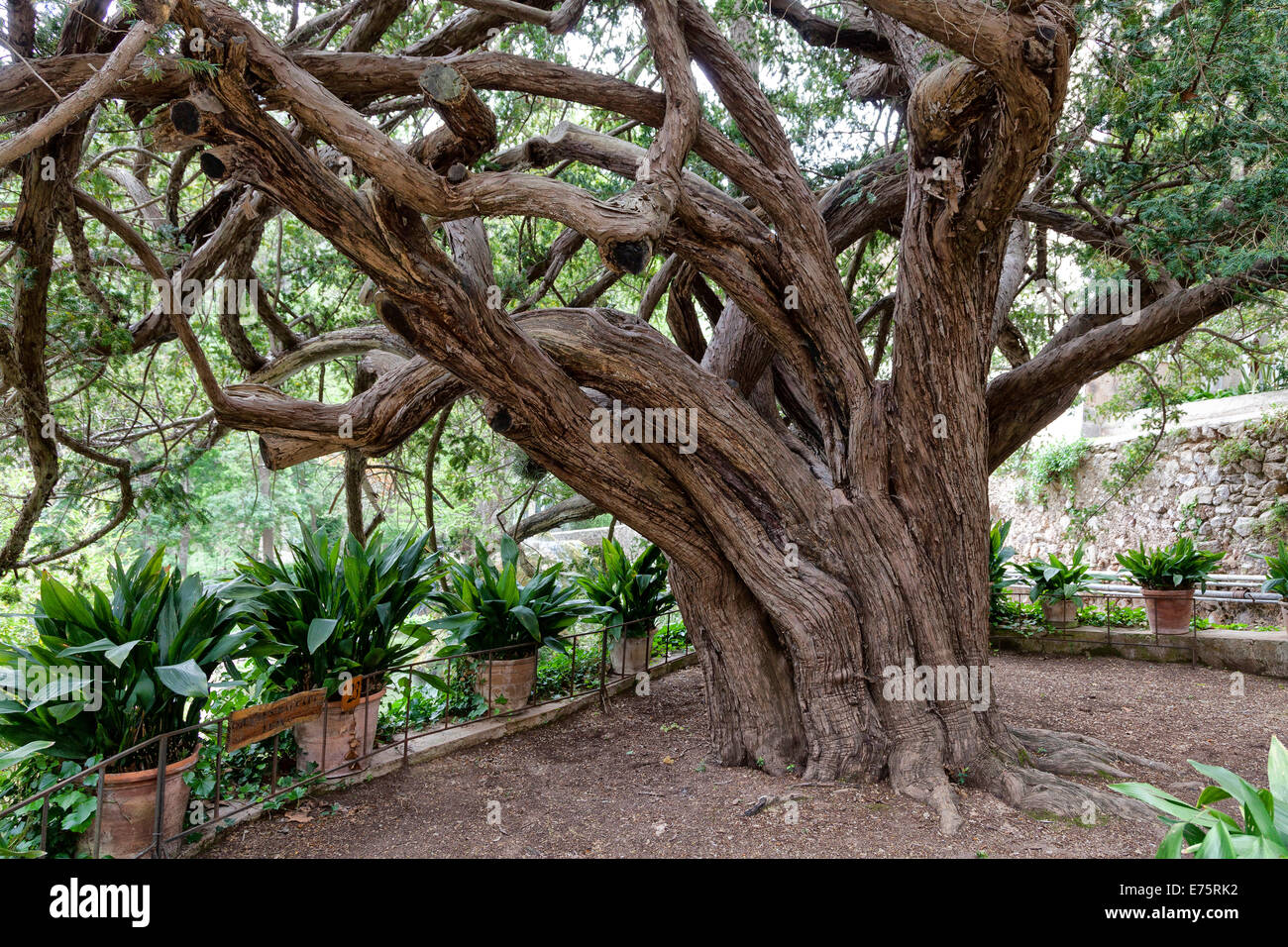 Probabilmente il più antico albero di Maiorca, un Yew (Taxus sp.), circa 2000 anni, station wagon, museo all'aperto, La Granja, Esporles Foto Stock