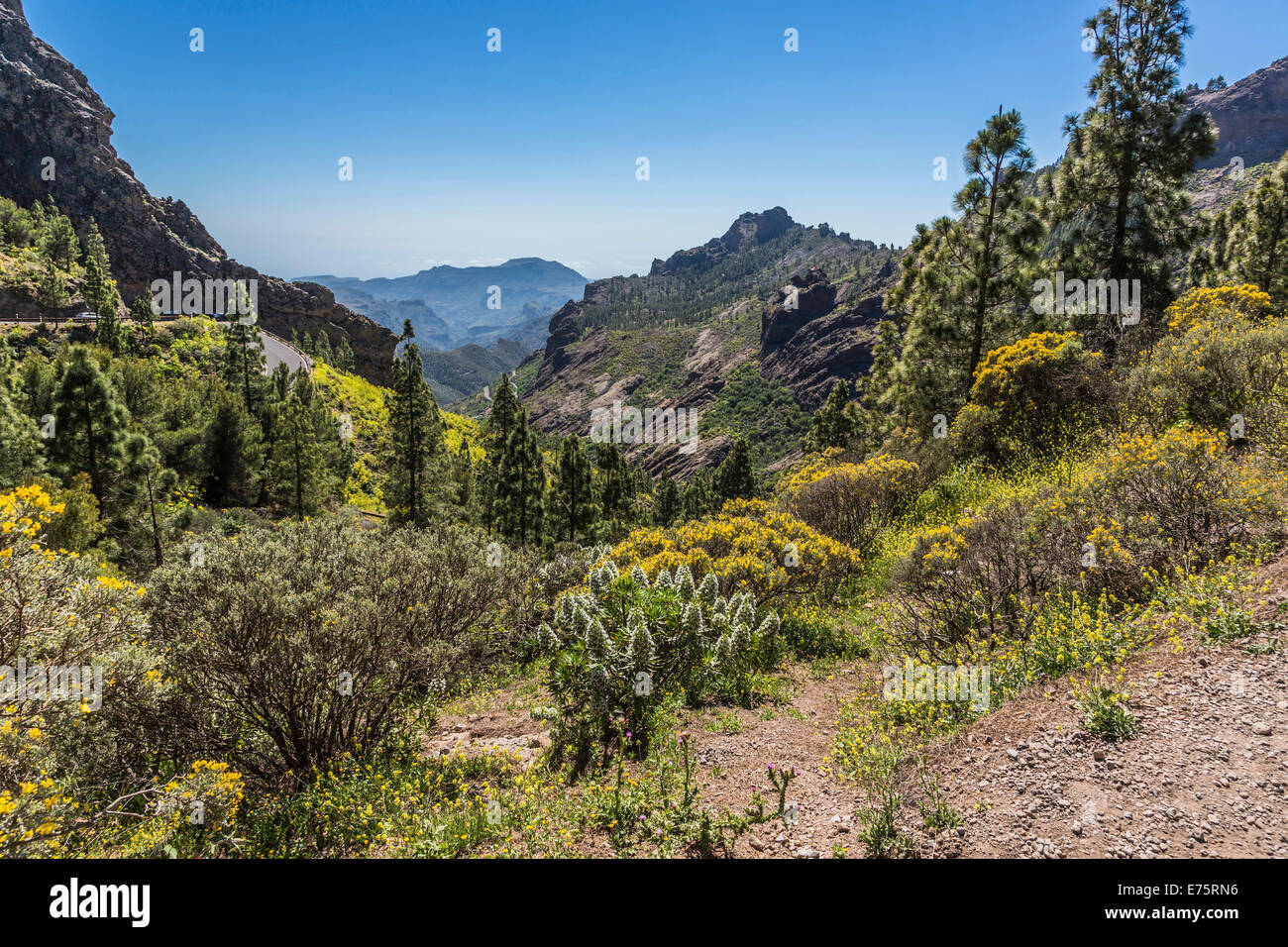 Isole Canarie " Burgloss gigante (Echium decaisnei), e Codesco (Adenocarpus), il paesaggio di montagna, vista dal sentiero escursionistico per Foto Stock