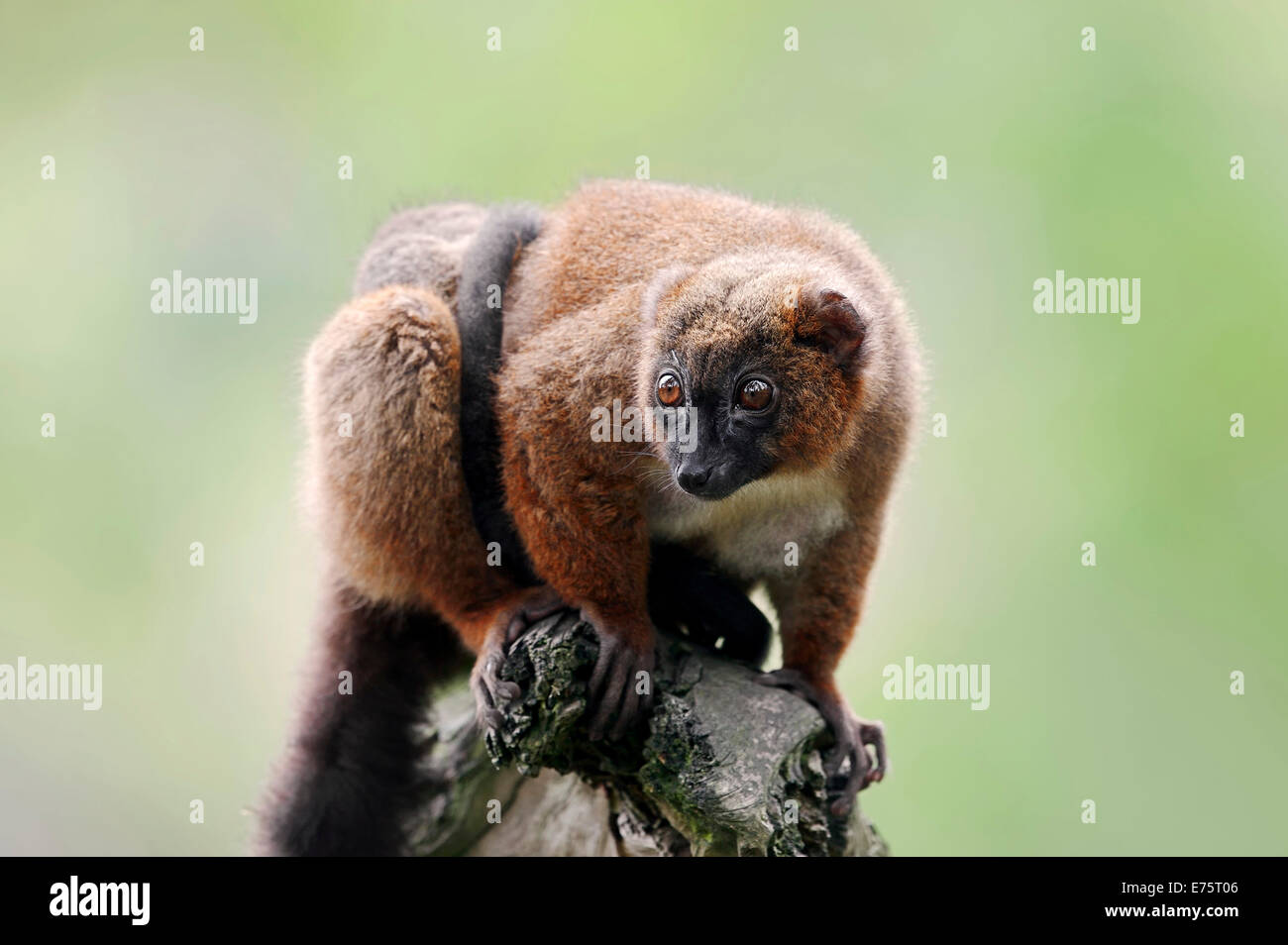 Rosso-lemure panciuto (il Eulemur rubriventer), femmina con giovani, nativi del Madagascar, captive Foto Stock