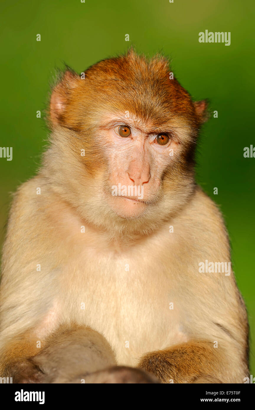 Barbary Macaque (Macaca sylvanus), giovani, nativo di Marocco, Algeria e Gibilterra, captive, Germania Foto Stock