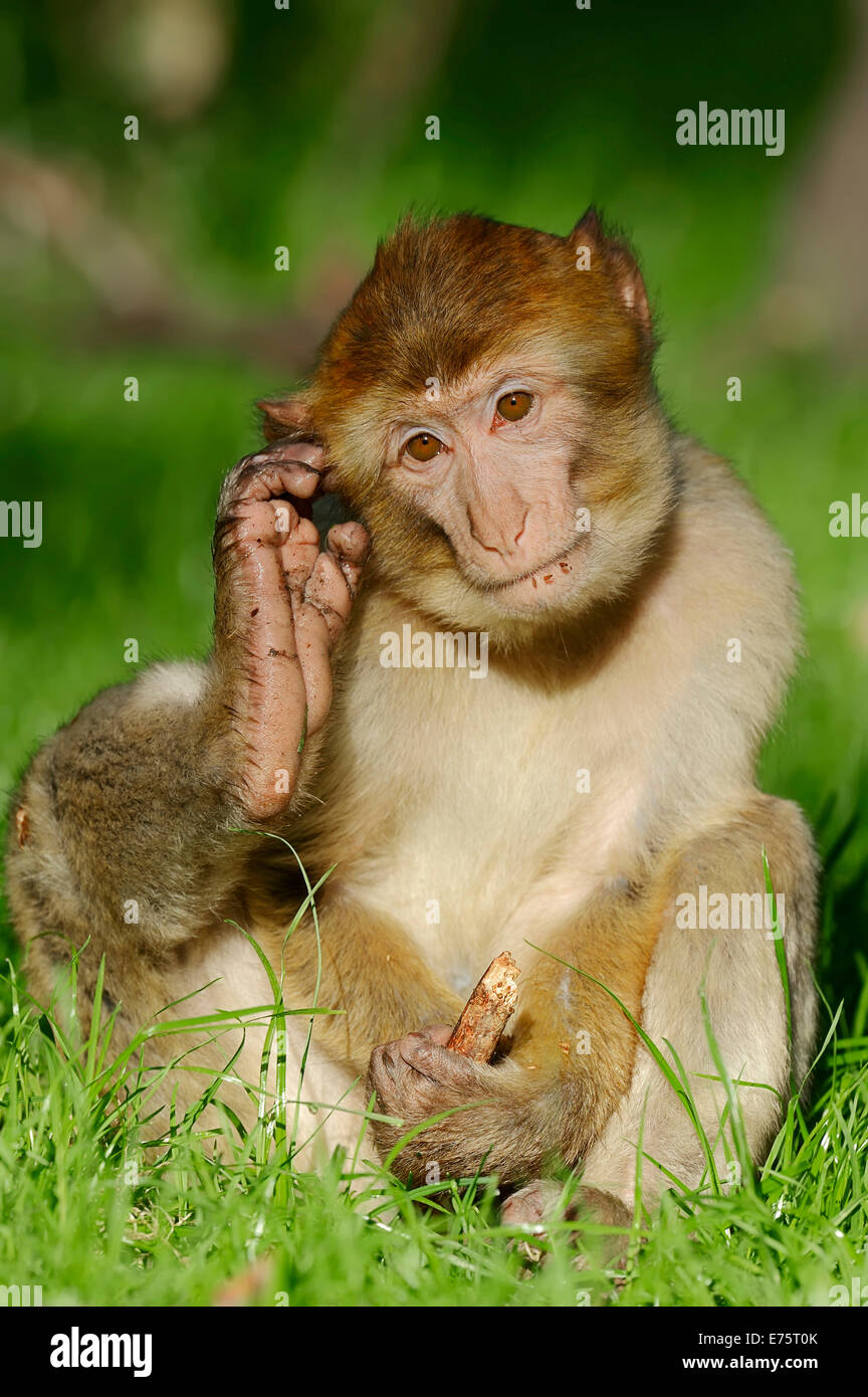 Barbary Macaque (Macaca sylvanus), giovani, nativo di Marocco, Algeria e Gibilterra, captive, Germania Foto Stock