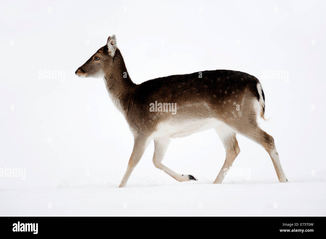 Daini (Dama Dama), doe in inverno, Nord Reno-Westfalia, Germania Foto Stock