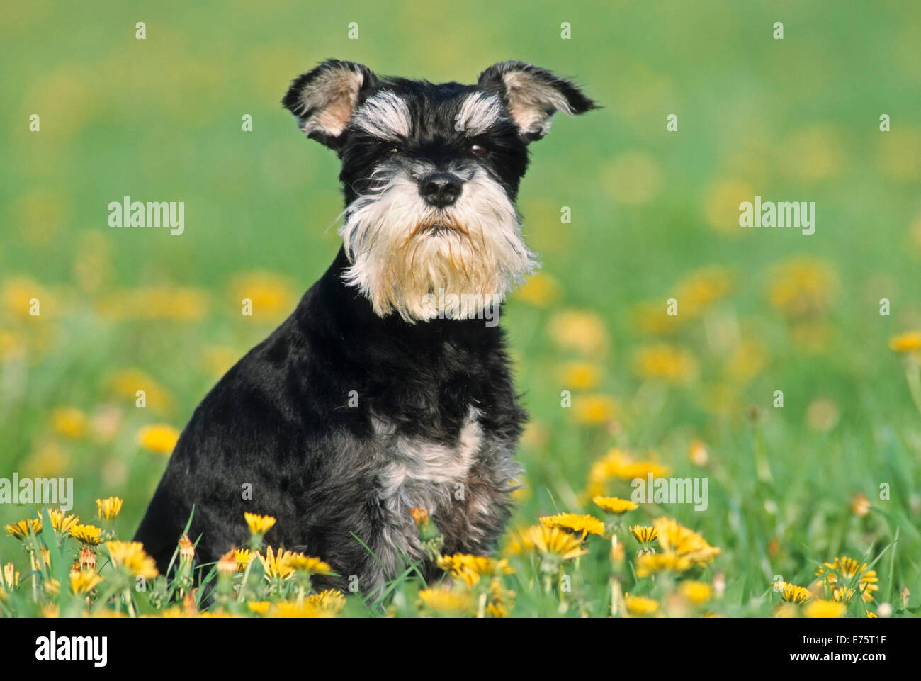 Miniatura Schnauzer, nero e argento colore del mantello, seduti nel prato di fiori Foto Stock