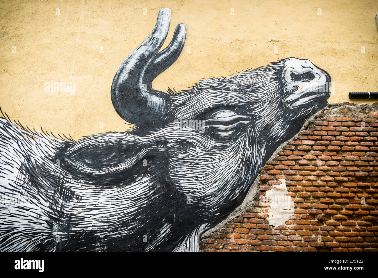 Street Art graffiti da ROA, Lavapies e il quartiere La Latina di Madrid, Spagna Foto Stock