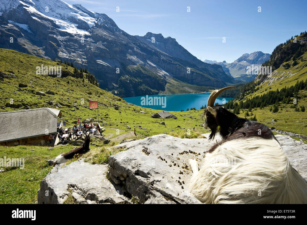 Capra e una mountain inn, Oeschinensee Lago, Kandersteg, Oberland bernese, Canton Berna, Svizzera Foto Stock