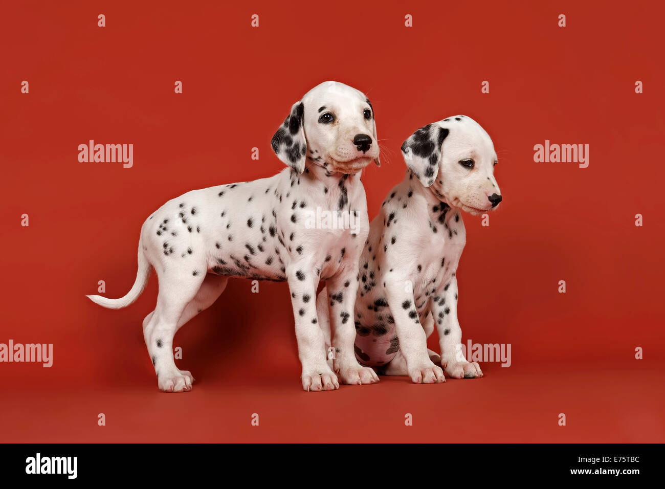 Due cuccioli dalmata, 6 settimane Foto Stock
