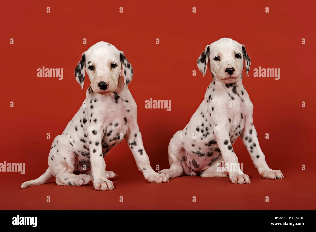 Due cuccioli dalmata, 6 settimane Foto Stock