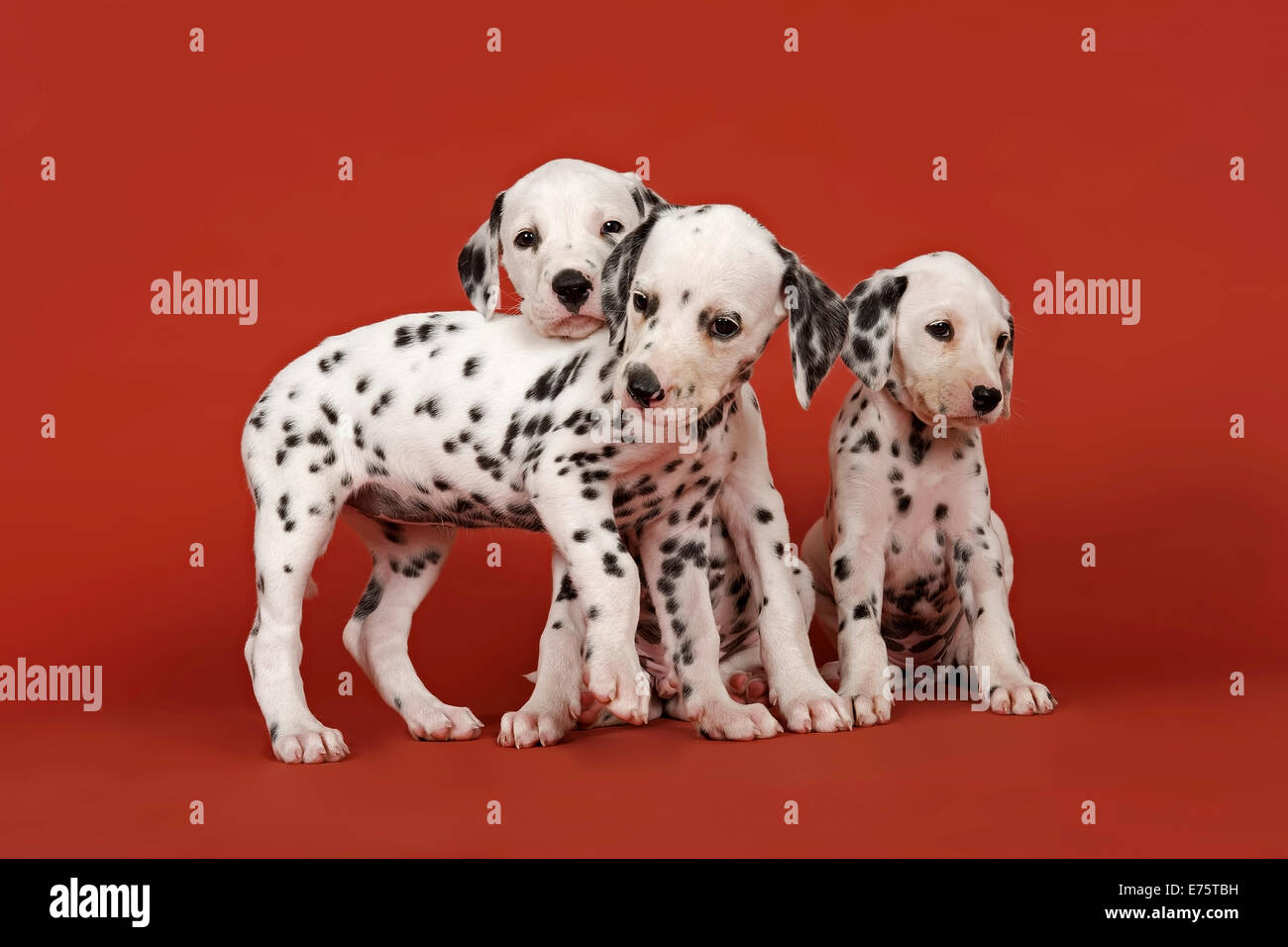 Tre cuccioli dalmata, 6 settimane Foto Stock