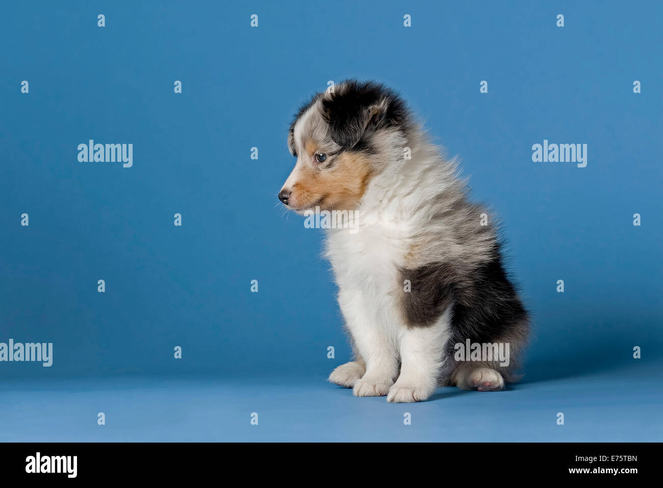 Shetland Sheepdog cucciolo, 6 settimane, blue merle Foto Stock