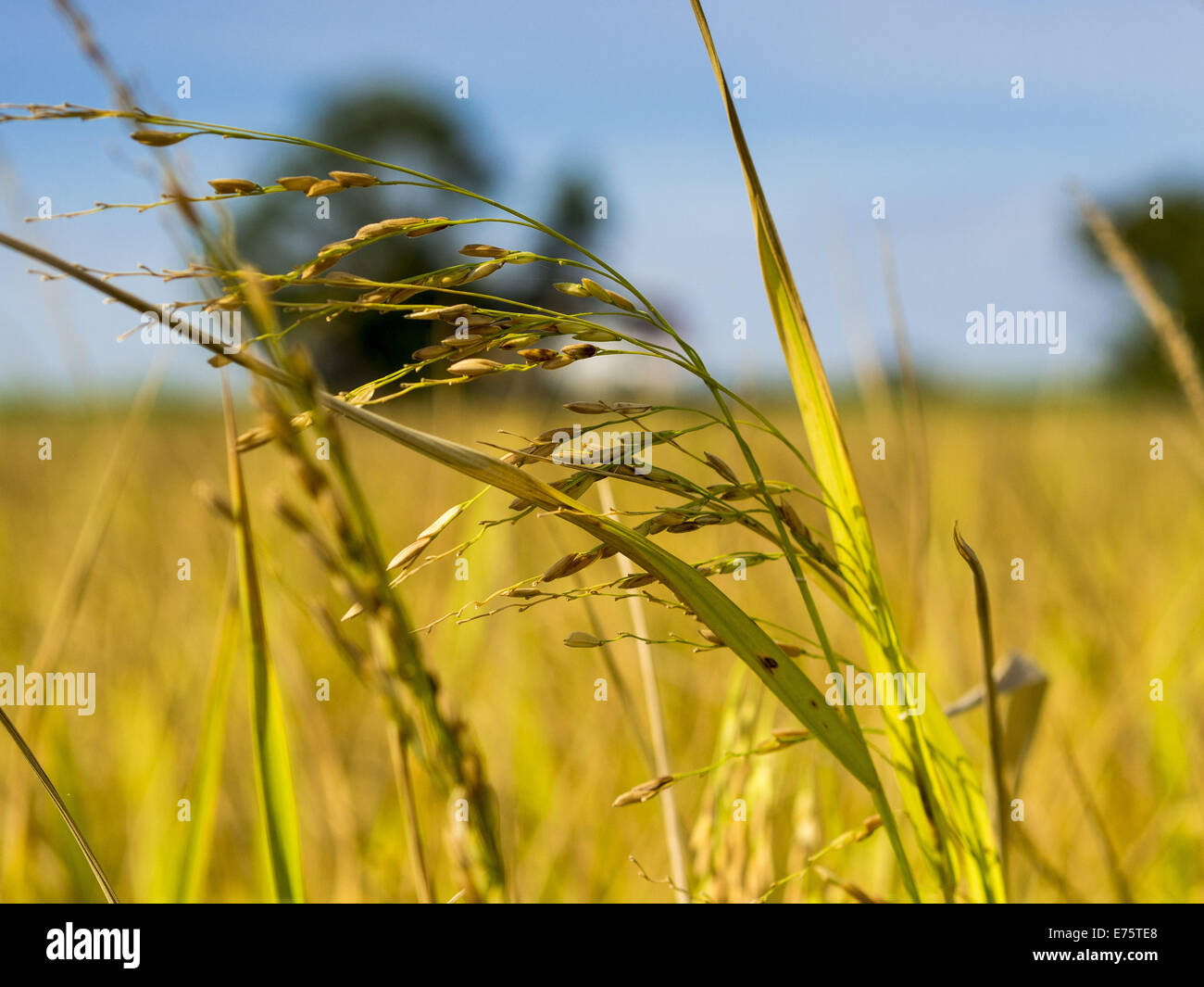Ban Bang Phra Nakhon Si Ayutthaya, Thailandia. 8 Sep, 2014. Riso su una levetta di Ban Bang Phra Nakhon Si Ayutthaya provincia a nord di Bangkok. Coltivatori di riso in Tailandia centrale sono la raccolta di loro raccolto di riso. La gara è su per ottenere il riso raccolto prima che il Fiume Chao Phraya e dei suoi affluenti iniziare il loro ciclo annuale di inondazioni. Sebbene pianure centrali sono diventati meno pioggia rispetto al normale, europee nella Tailandia del Nord stanno vivendo una pesante monsone e porte di flusso più a monte delle pianure centrali sono state aperte. Le acque di esondazione sono attesi per raggiungere Phra Nakhon Si Ayutthaya provincia Foto Stock