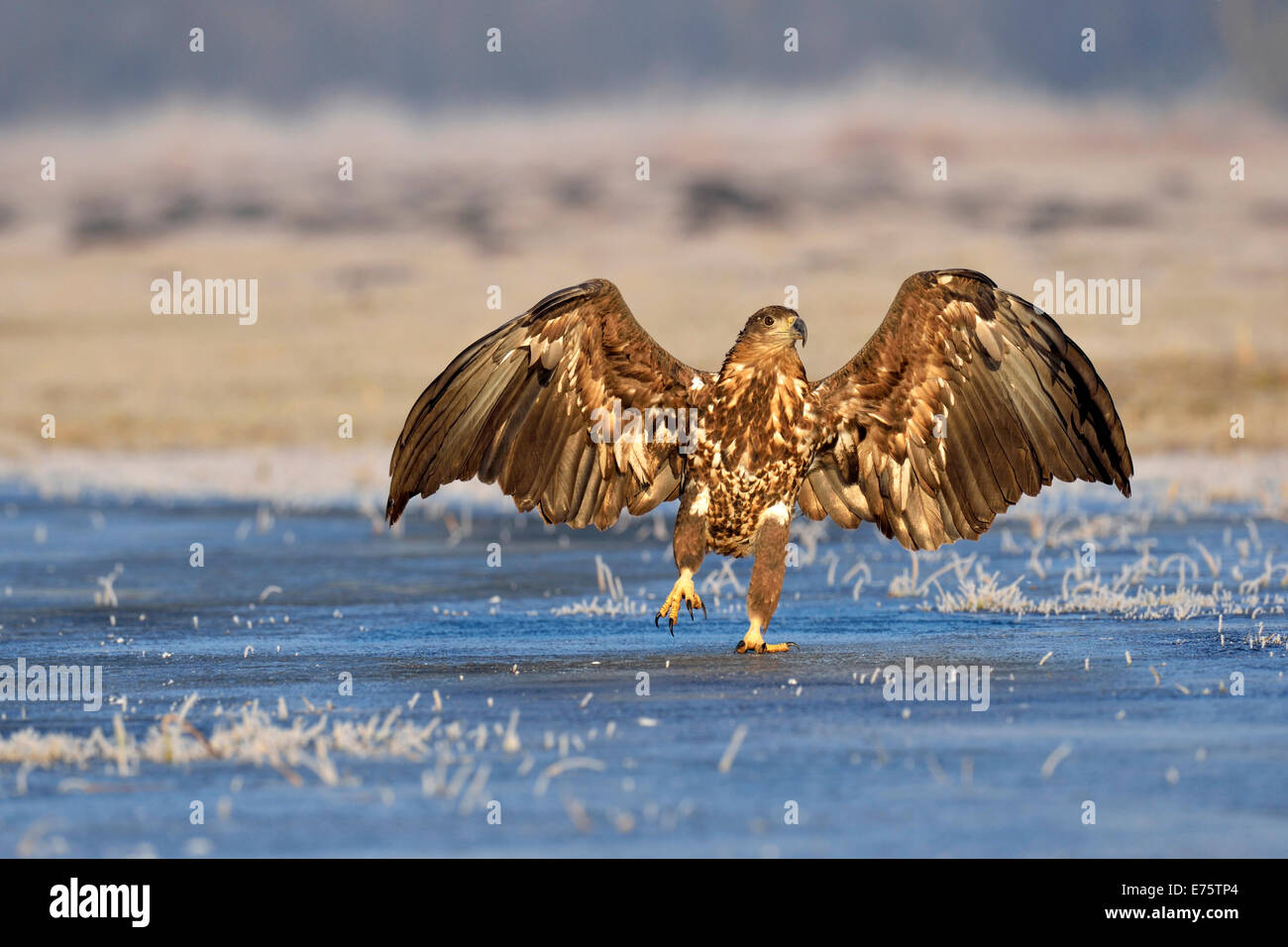 White-tailed Eagle (Haliaeetus albicilla), saltando su ghiaccio, Polonia Foto Stock