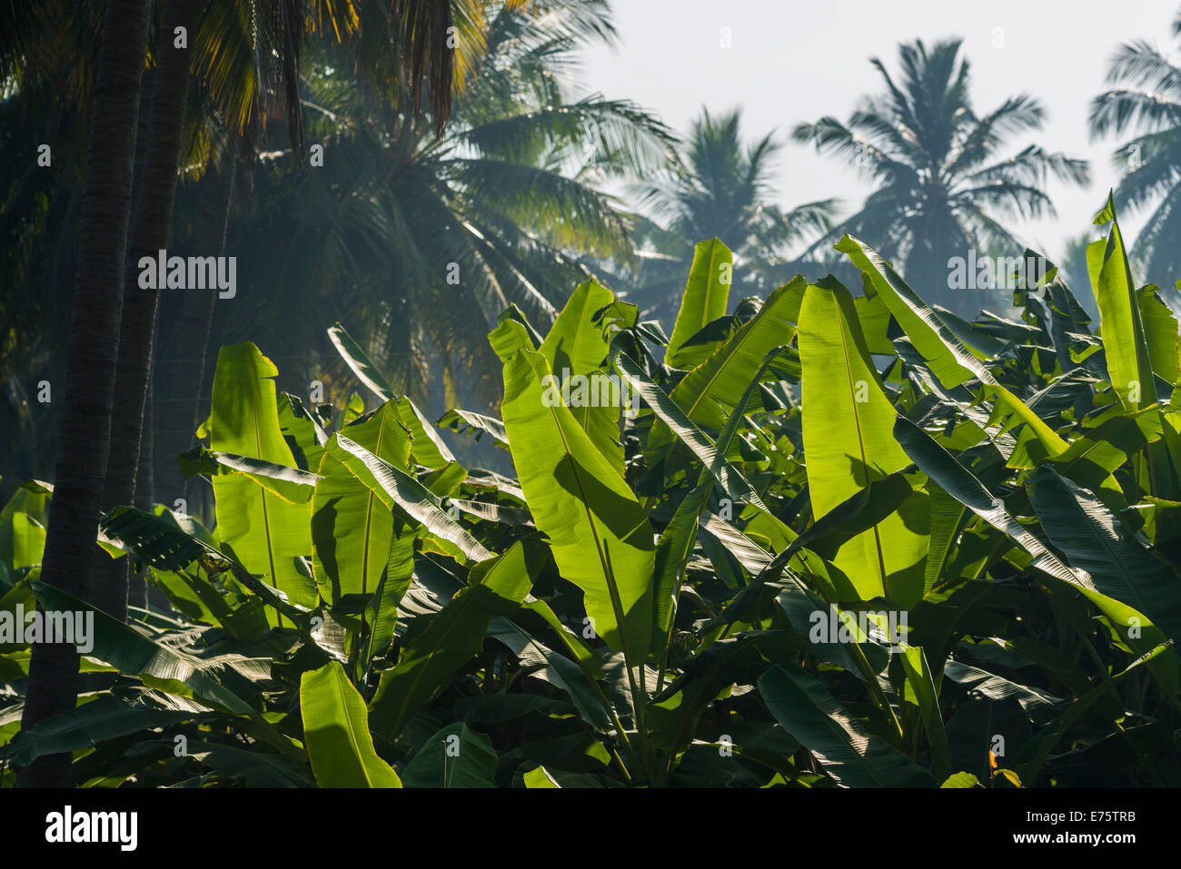 Il verde delle foglie di piante di banana (Musa acuminata) in una piantagione circondata da alberi di cocco tra le rovine della ex Foto Stock