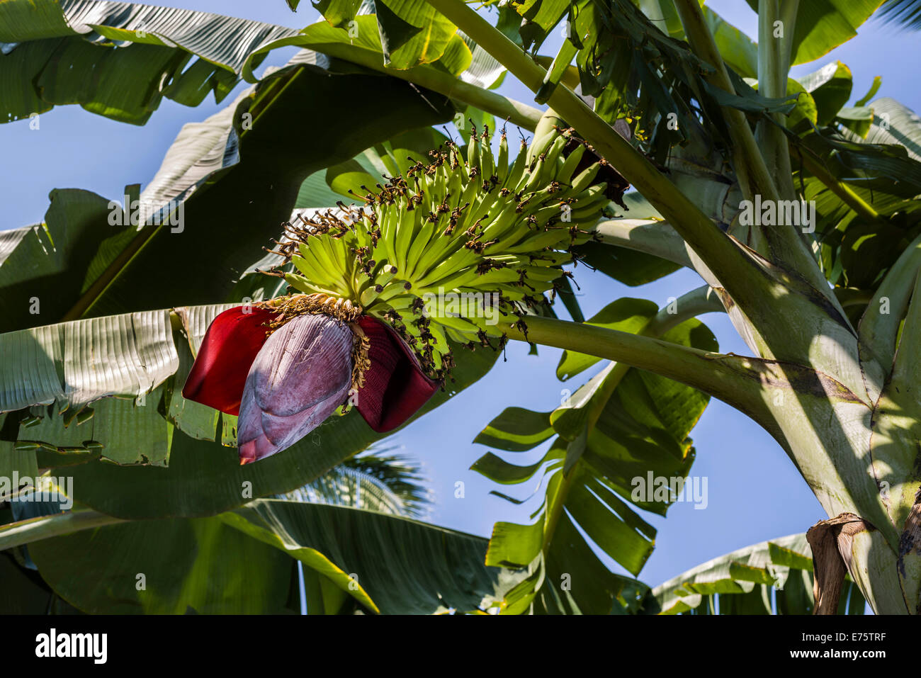 Il verde delle foglie e frutta cluster e il fiore di una pianta di banana (Musa acuminata) in una piantagione tra le rovine della ex Foto Stock