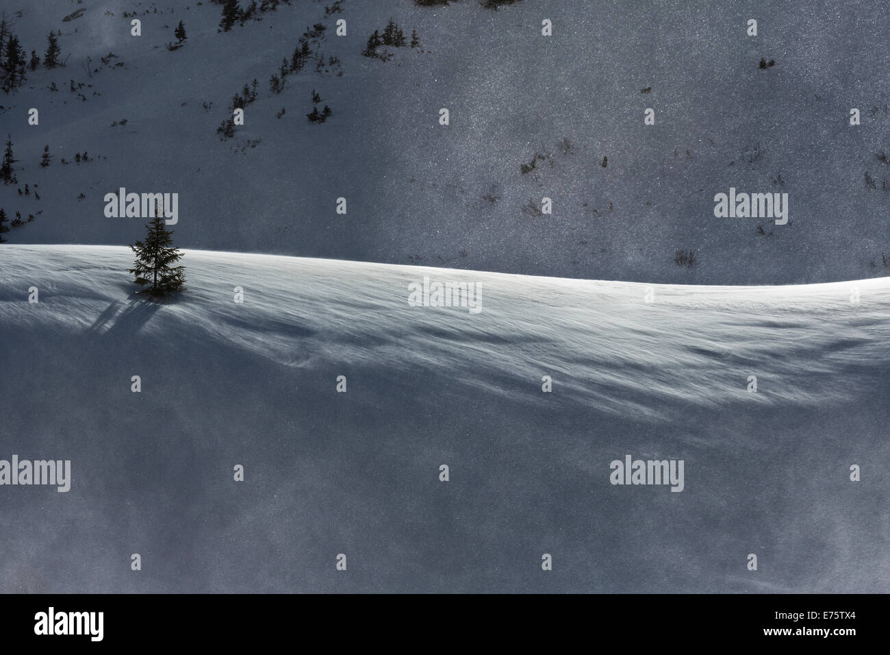 Mountain pine (Pinus mugo) nella neve, Eisenerzer Alpen montagne, Stiria, Austria Foto Stock