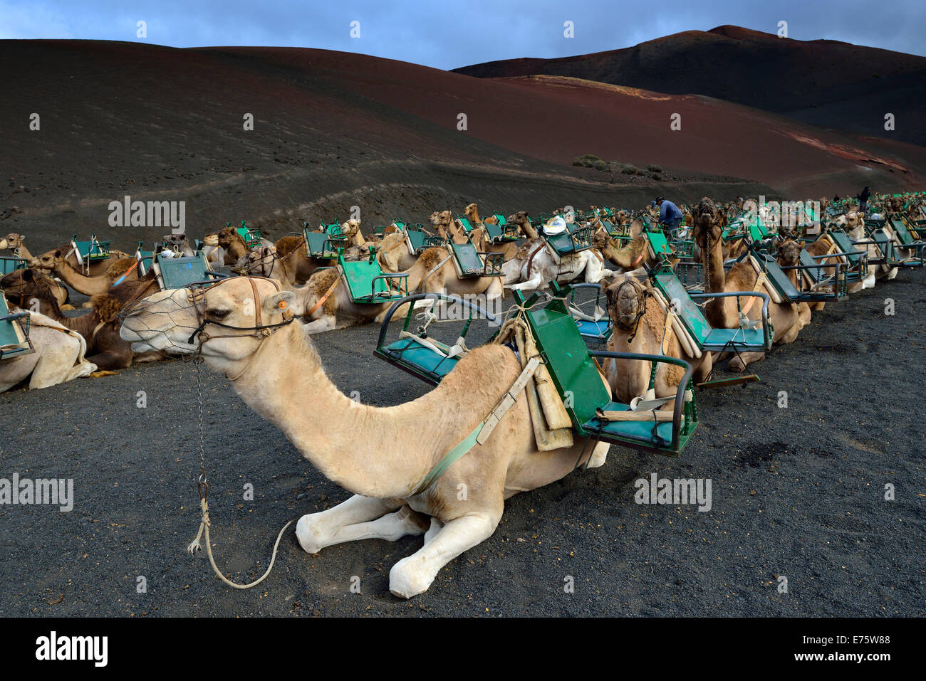 Caravan, dromedari e cammelli essendo preparato per i turisti, Montanas del Fuego, Parco Nazionale di Timanfaya, Lanzarote Foto Stock