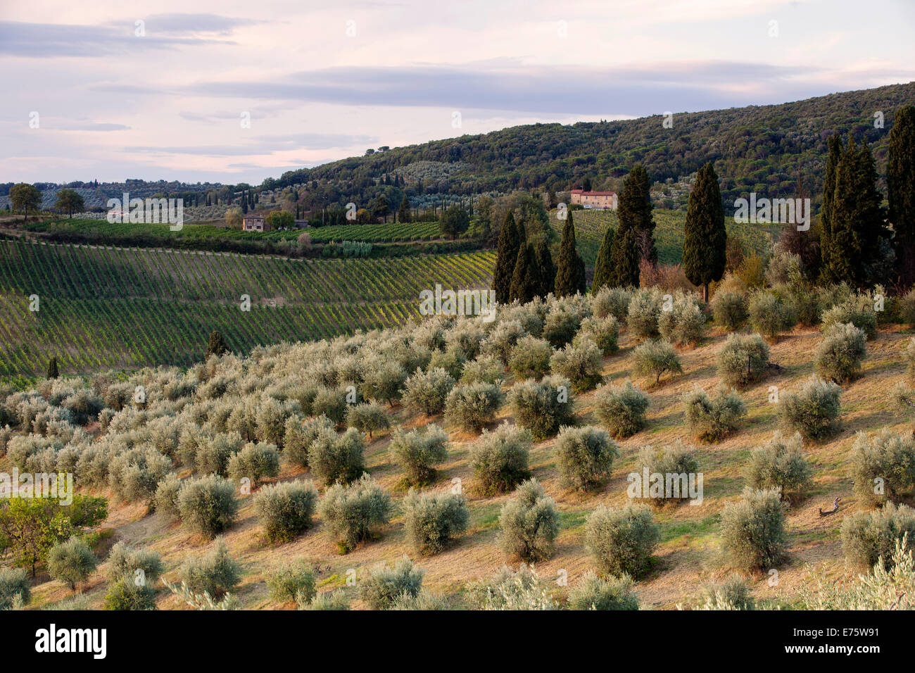 Oliveto vicino a San Gimignano in Provincia di Siena, Toscana, Italia Foto Stock