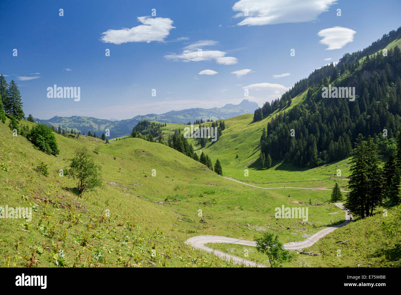 Un percorso che conduce attraverso i prati rigogliosi, frontale valley, Stoos, Morschach, Canton Svitto, Svizzera Foto Stock