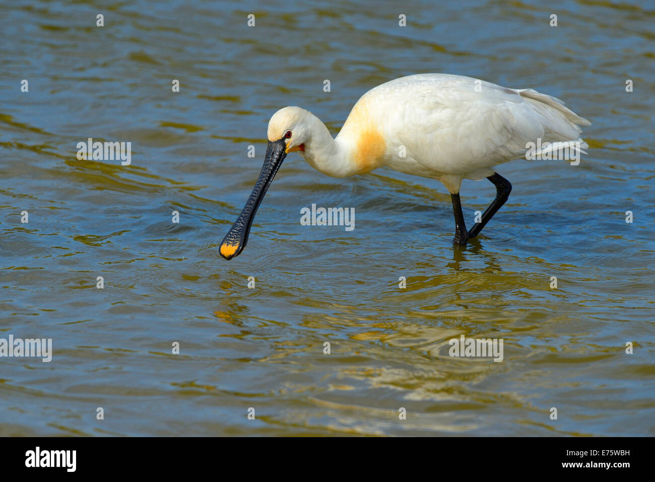 Spatola (Platalea leucorodia), foraggio per cibo, Wagejot riserva naturale, Texel, West Isole Frisone Foto Stock