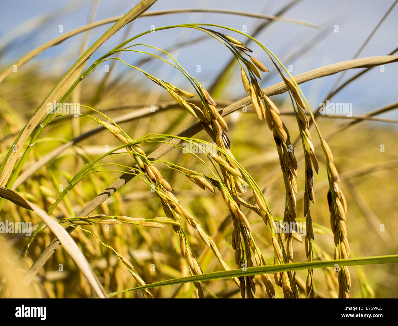 Ban Bang Phra Nakhon Si Ayutthaya, Thailandia. 8 Sep, 2014. Riso su una levetta di Ban Bang Phra Nakhon Si Ayutthaya provincia a nord di Bangkok. Coltivatori di riso in Tailandia centrale sono la raccolta di loro raccolto di riso. La gara è su per ottenere il riso raccolto prima che il Fiume Chao Phraya e dei suoi affluenti iniziare il loro ciclo annuale di inondazioni. Sebbene pianure centrali sono diventati meno pioggia rispetto al normale, europee nella Tailandia del Nord stanno vivendo una pesante monsone e porte di flusso più a monte delle pianure centrali sono state aperte. Le acque di esondazione sono attesi per raggiungere Phra Nakhon Si Ayutthaya provincia Foto Stock