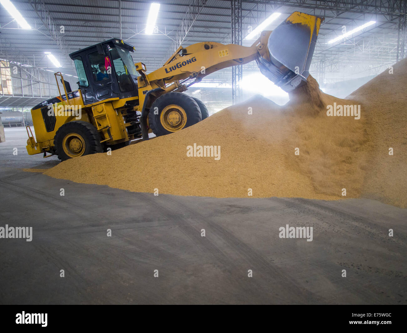 Ban Bang Phra Nakhon Si Ayutthaya, Thailandia. 8 Sep, 2014. Un caricatore di pile di riso appena consegnato ad un magazzino di Ban Bang Phra Nakhon Si Ayutthaya provincia. Coltivatori di riso in Tailandia centrale sono la raccolta di loro raccolto di riso. La gara è su per ottenere il riso raccolto prima che il Fiume Chao Phraya e dei suoi affluenti iniziare il loro ciclo annuale di inondazioni. Sebbene pianure centrali sono diventati meno pioggia rispetto al normale, europee nella Tailandia del Nord stanno vivendo una pesante monsone e porte di flusso più a monte delle pianure centrali sono state aperte. Le acque di esondazione sono attesi per raggiungere Phra Nakhon Si Foto Stock