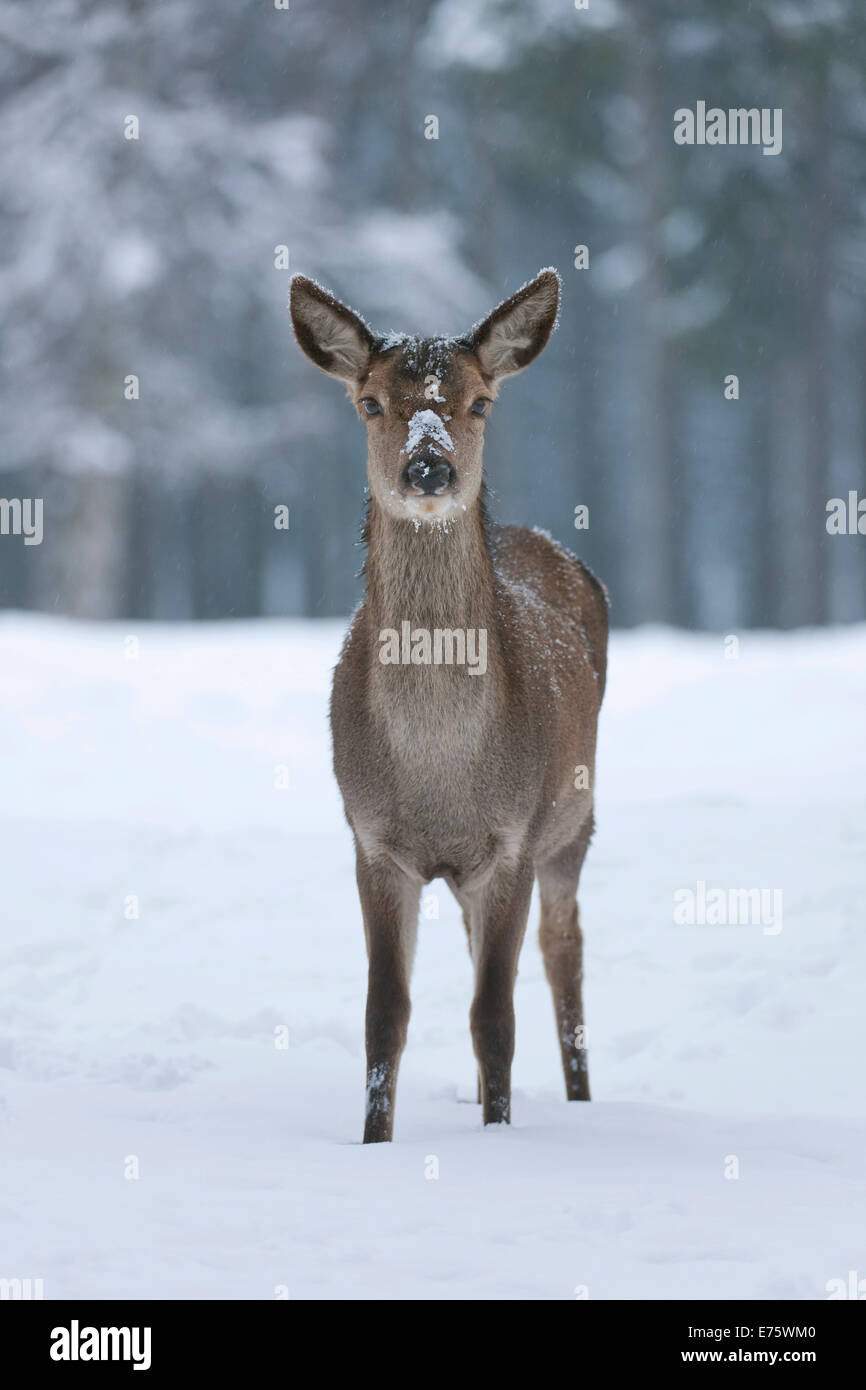 Il cervo (Cervus elaphus), hind nel suo cappotto in piedi nella neve, captive, Bassa Sassonia, Germania Foto Stock