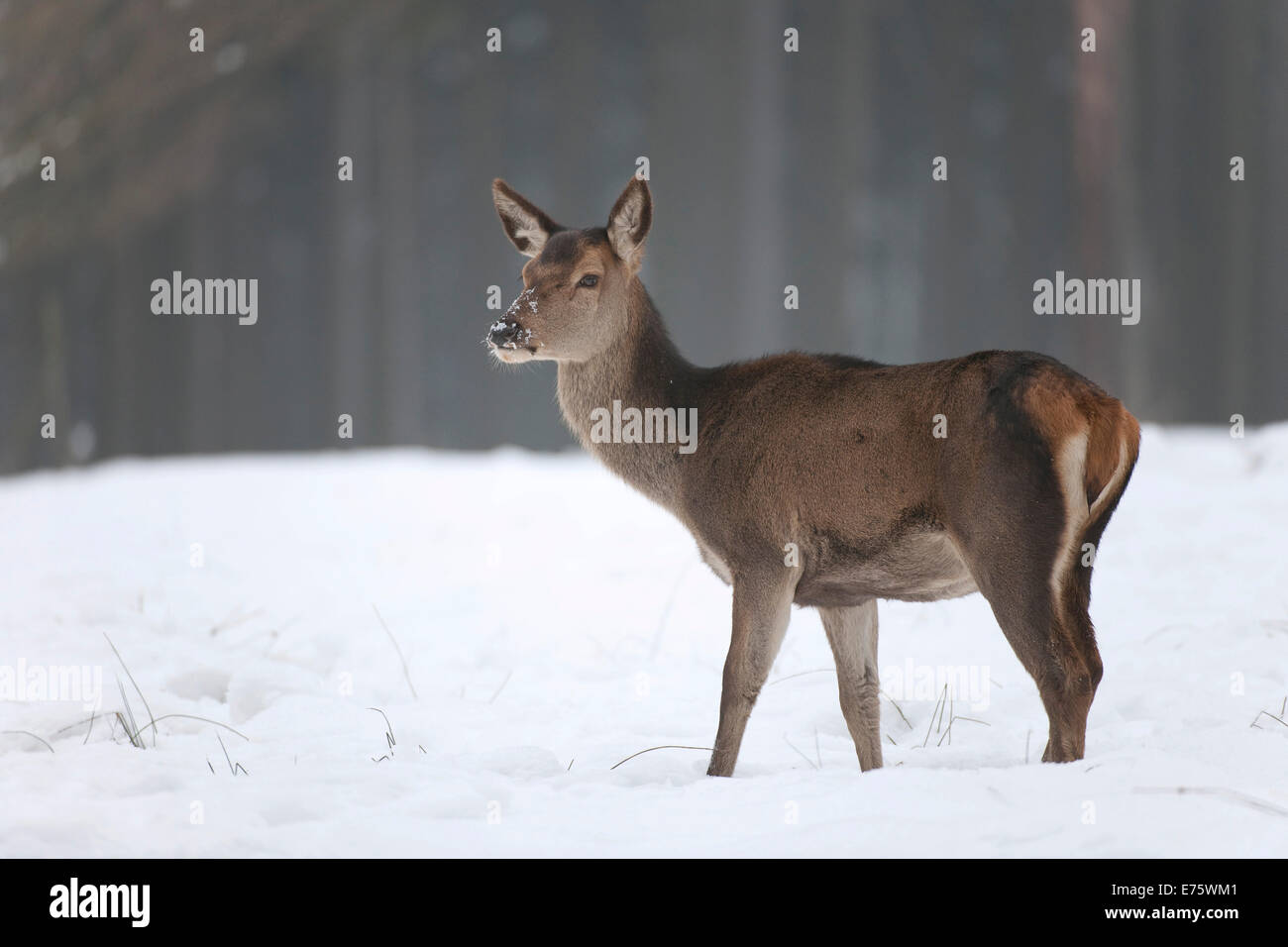 Il cervo (Cervus elaphus), hind nel suo cappotto in piedi nella neve, captive, Bassa Sassonia, Germania Foto Stock