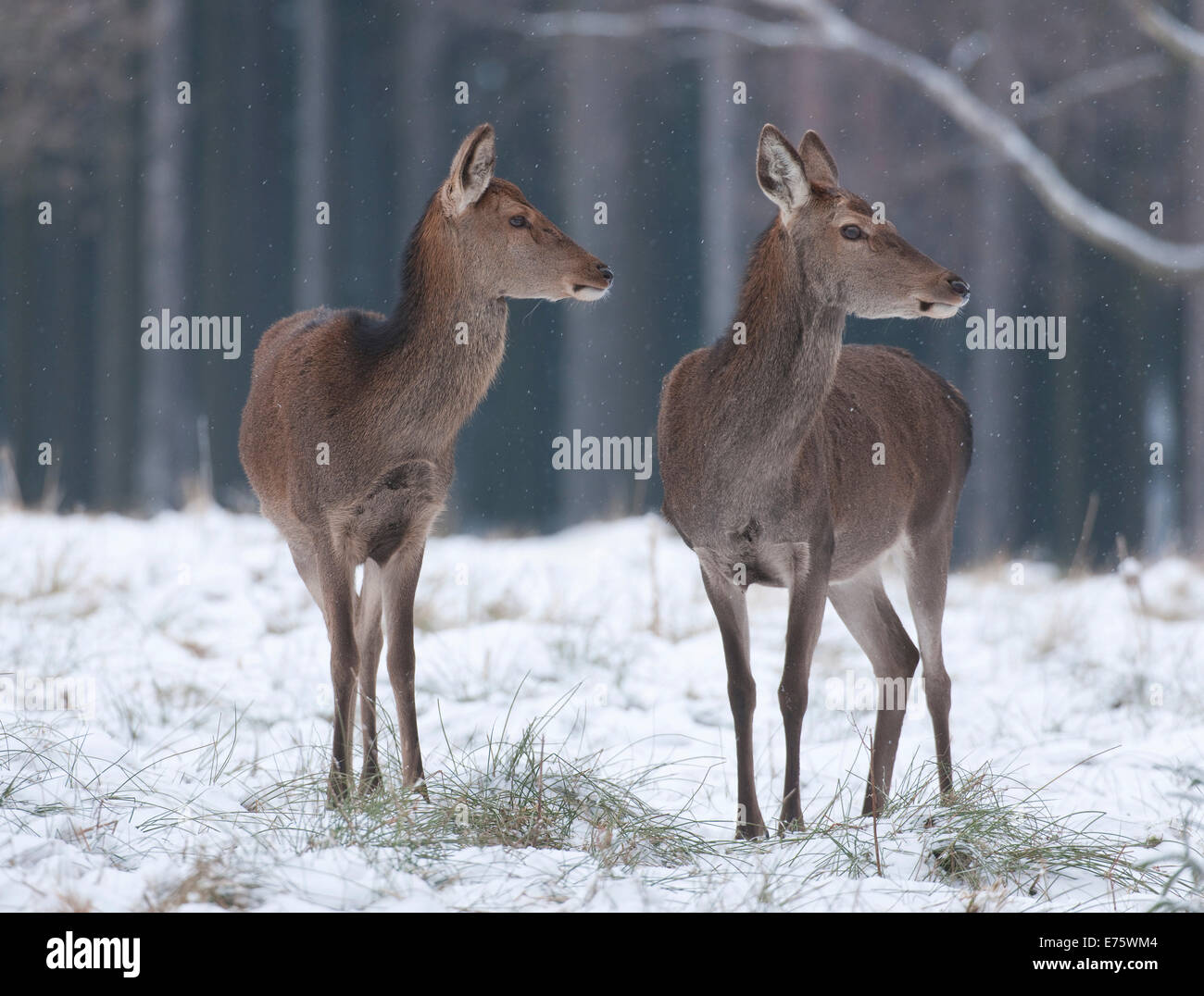 Il cervo (Cervus elaphus), cerve nel loro cappotti invernali in piedi nella neve, captive, Bassa Sassonia, Germania Foto Stock