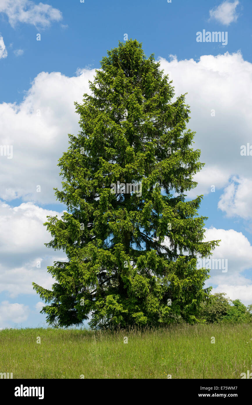 Abete (Picea abies), Turingia, Germania Foto Stock