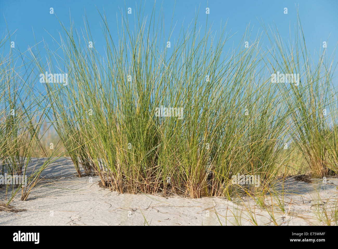 Marram europea erba o Beachgrass europea (Ammophila arenaria), Meclemburgo-Pomerania, Germania Foto Stock