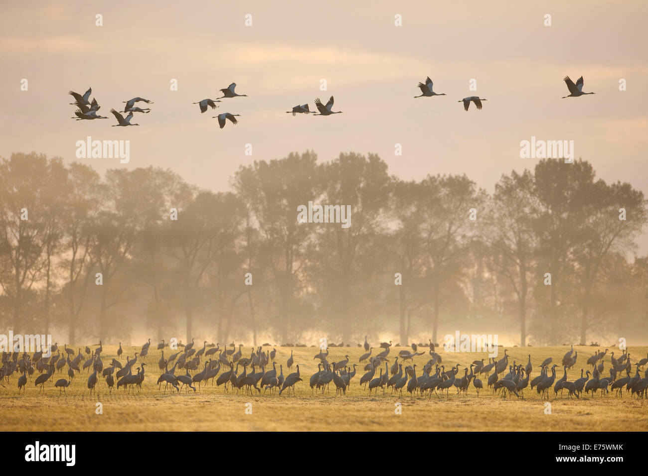 Gru comune (grus grus), su un campo di foraggio nelle prime ore del mattino, Meclemburgo-Pomerania, Germania Foto Stock