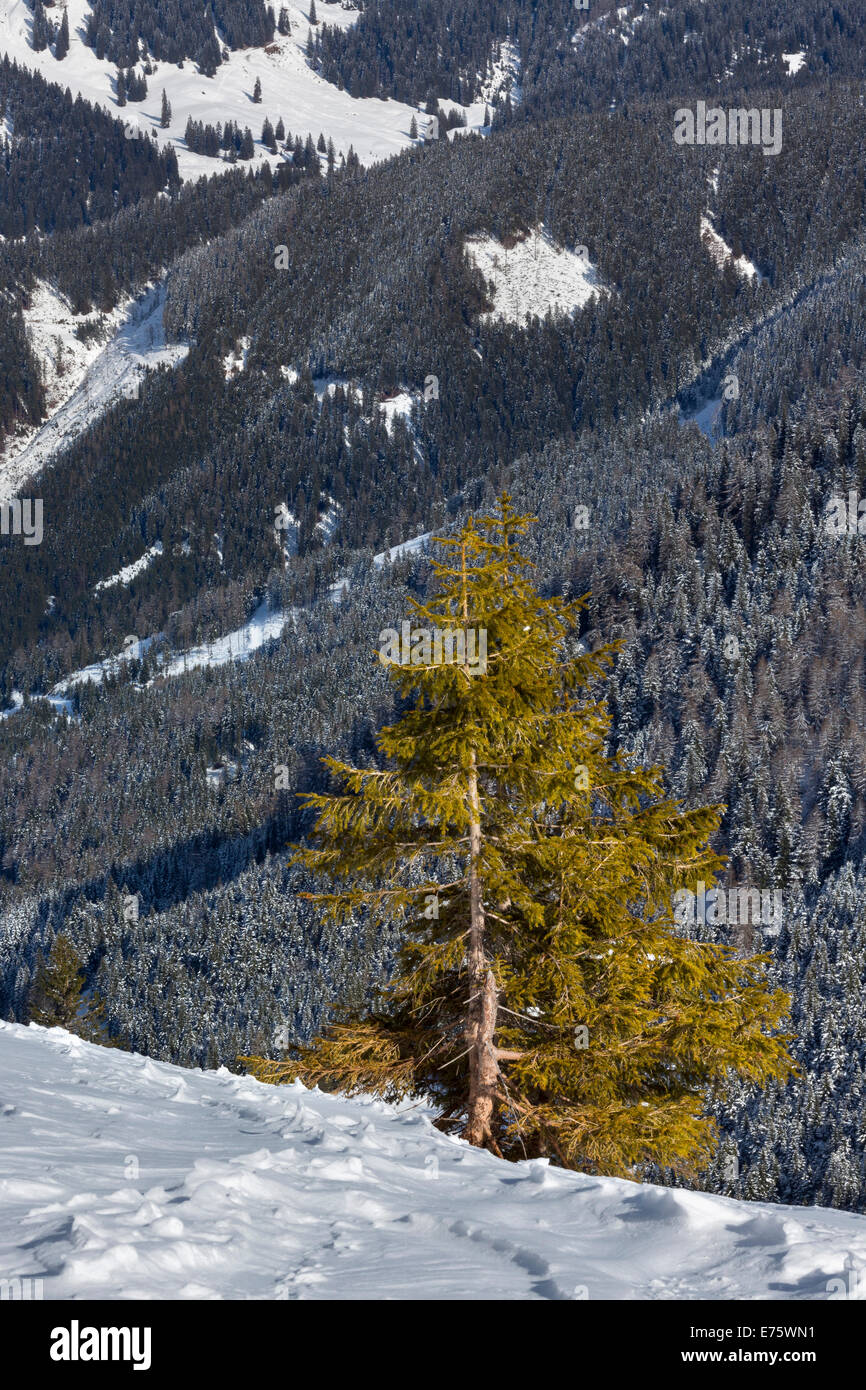 Mountain pine (Pinus mugo) Eisenerzer Alpen montagne, Stiria, Austria Foto Stock