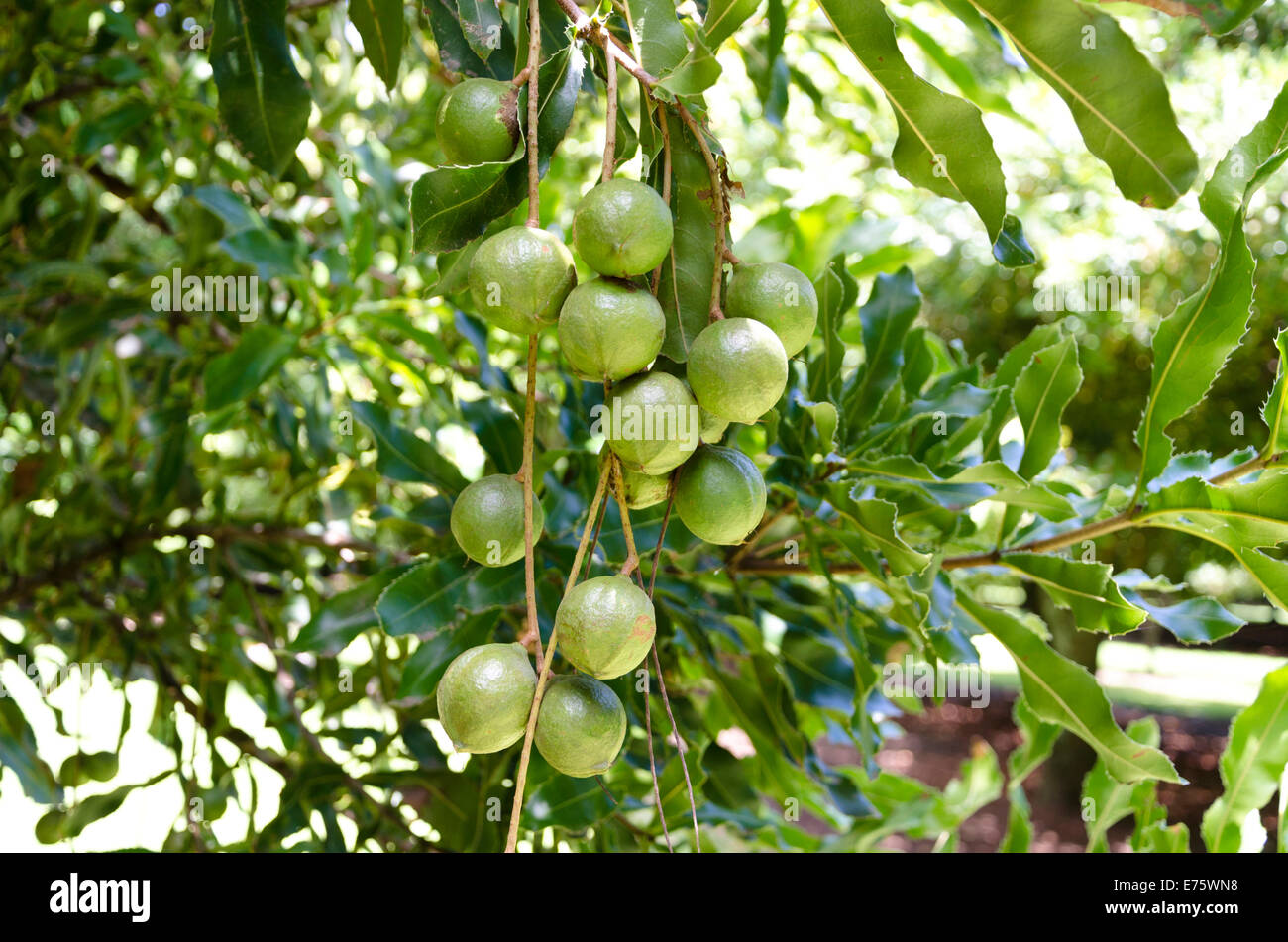 (Macadamia ternifolia Macadamia), a forma di palla frutti sull'albero, Gisborne regione, Isola del nord, Nuova Zelanda Foto Stock